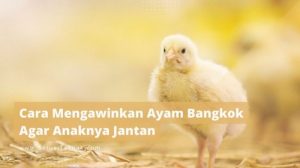 Cara Mengawinkan Ayam