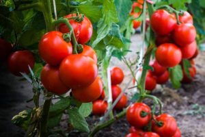 Tomat buah sayuran menanam budidaya tanaman benih bibit sayur isi mutiara organik biji cultivate berbuah unggul loka palnts benar petani