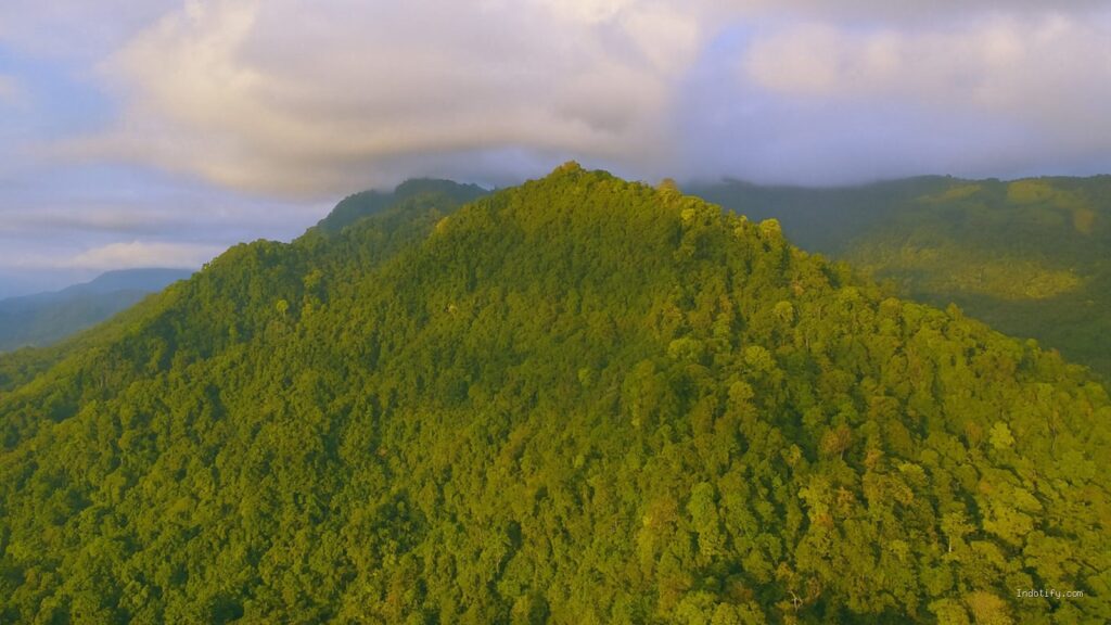 Photo by msn.com - Makna Lirik Lagu Usik Soegi Bornean Ajakan Damai Menghargai Kehidupan Alam