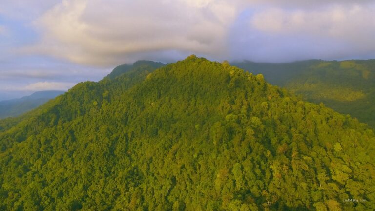 Photo by msn.com - Makna Lirik Lagu Usik Soegi Bornean Ajakan Damai Menghargai Kehidupan Alam